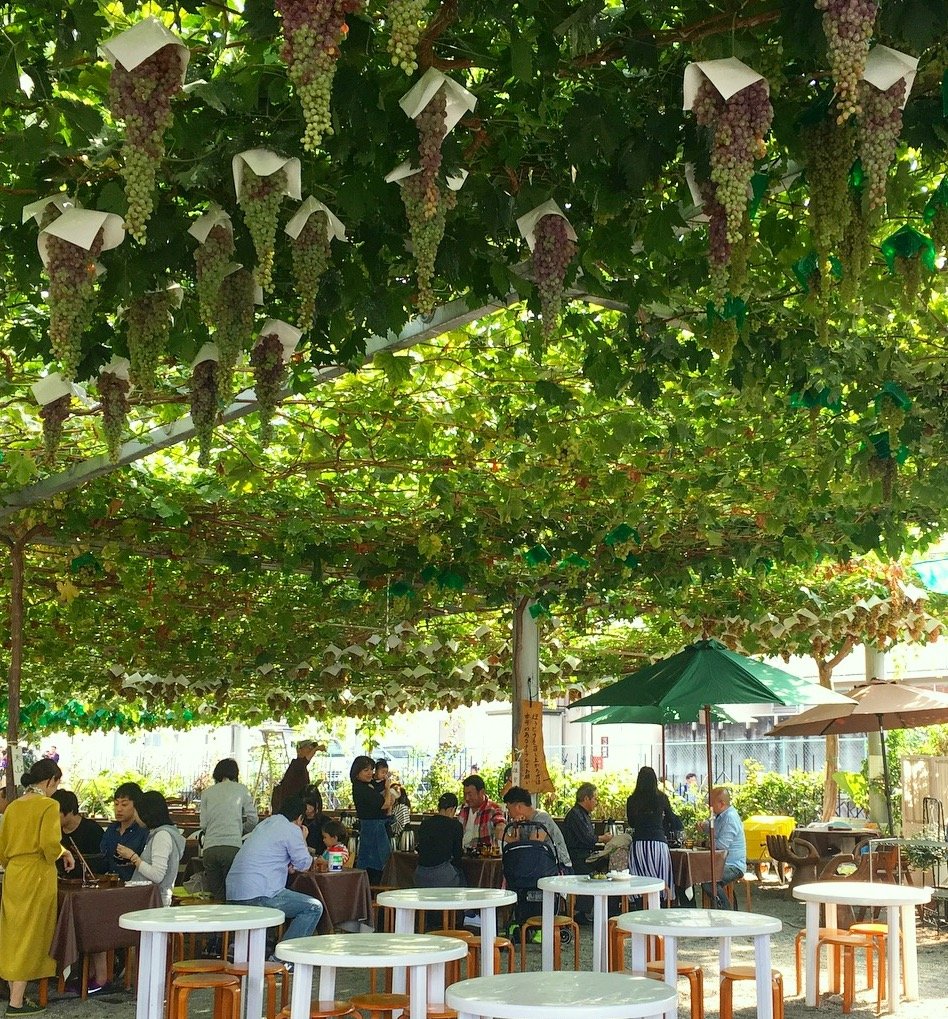 🍇 고슈시 가쓰누마 포도의 언덕(부도노오카) 이미지 9